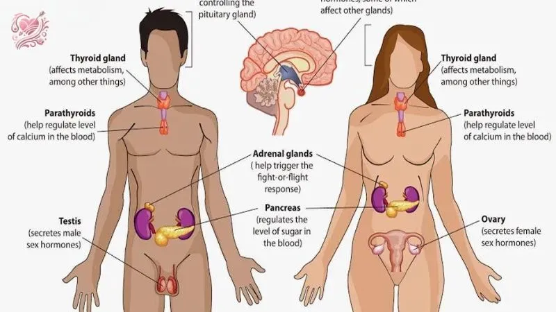 Tìm hiểu về cấu trúc sinh lý sinh dục của nam và nữ