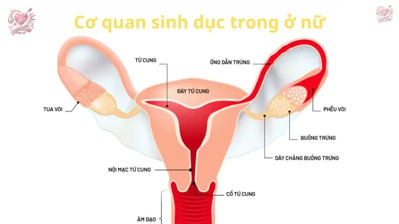 Vấn đề về sinh lý sinh dục ở nữ giới