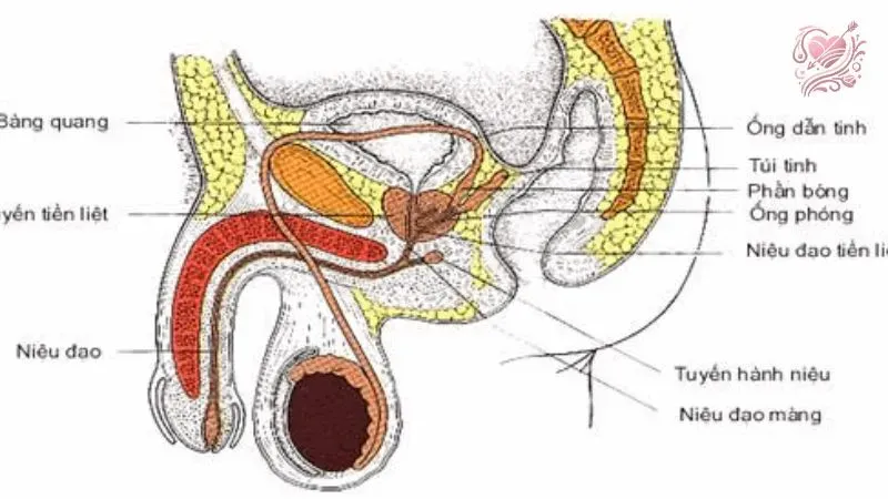 Cách cải thiện sinh lý sinh dục