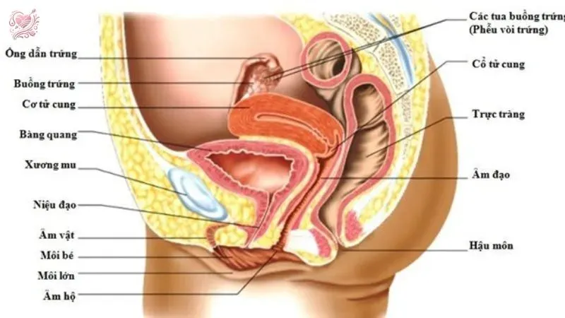 Cách cải thiện sinh lý sinh dục