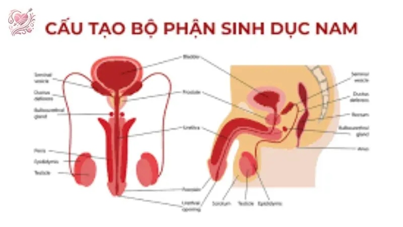 Tác động của yếu tố tâm lý đến sinh lý sinh dục