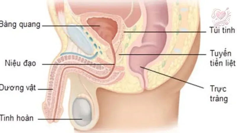 Các vấn đề thường gặp về sinh lý sinh dục