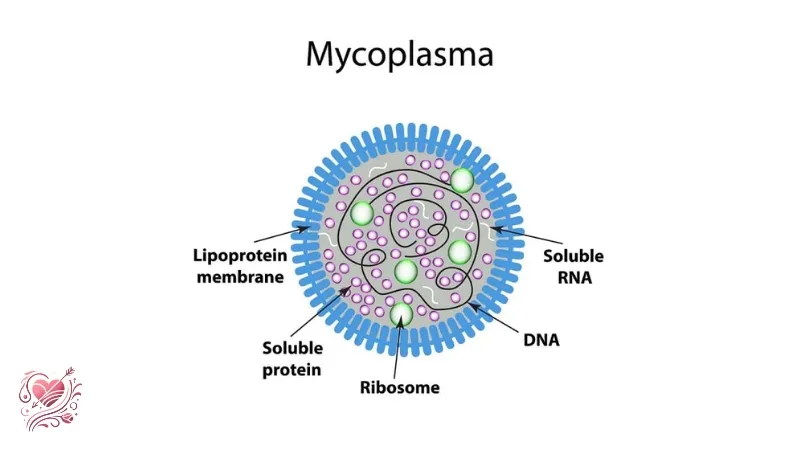 Mycoplasma Genitalium là bệnh gì? Triệu chứng và cách điều trị