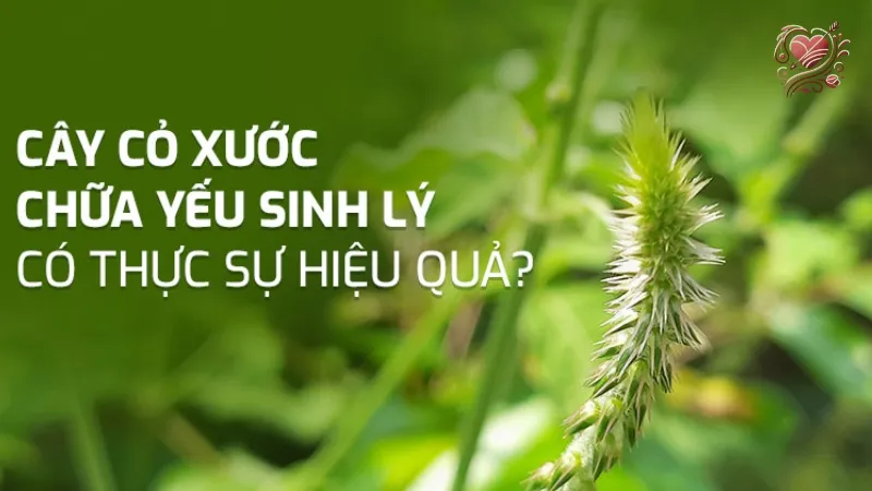 Khám phá tác dụng của cây cỏ xước trong việc chữa yếu sinh lý