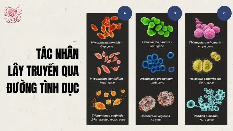 Những tác nhân gây bệnh đường tình dục thường gặp và hậu quả