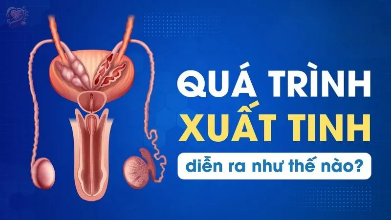 Xuất tinh là gì? Quá trình diễn ra như thế nào?