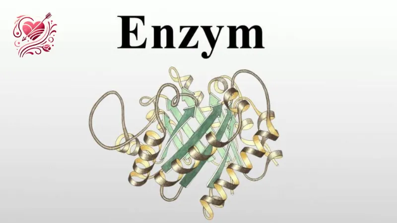 Thực phẩm chức năng bổ sung Enzyme tiêu hóa phù hợp với bạn