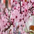 Tổng hợp ảnh hoa anh đào tuyệt đẹp đầy màu sắc tươi sáng