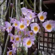 Thưởng thức bộ ảnh hoa phong lan rừng tinh tế và lãng mạn