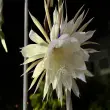 Ngắm nhìn những bức ảnh hoa quỳnh đẹp nhất mọi thời gian
