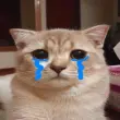 Những meme động vật vui nhộn khiến người xem thích thú
