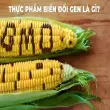 Thực phẩm biến đổi gen và những rủi ro tiềm ẩn cho sức khỏe