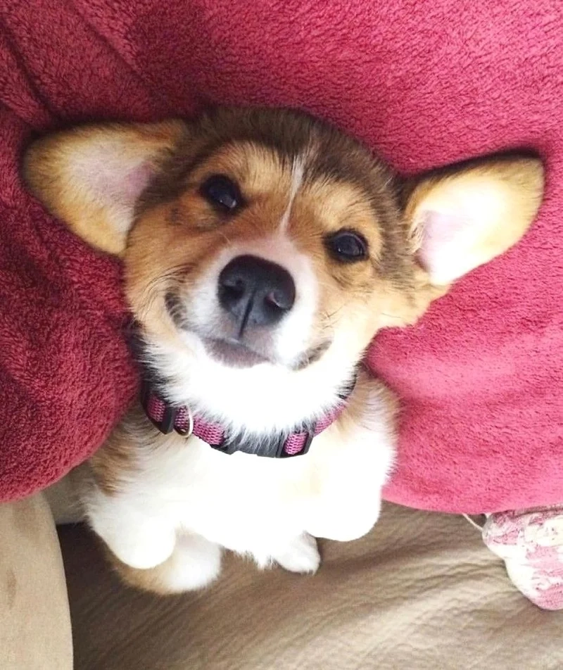 Làm mới trang cá nhân bằng ảnh avatar chó