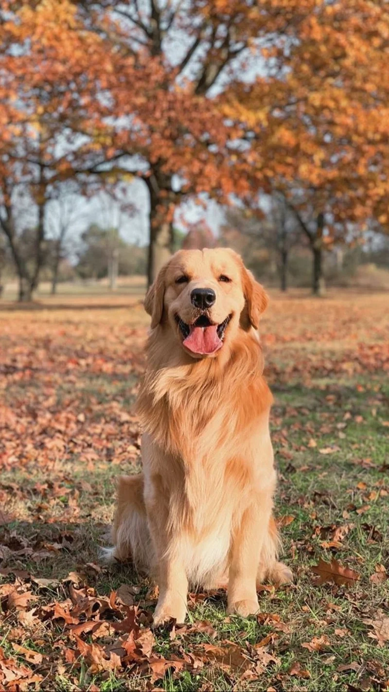 Chọn phong cách đáng yêu với ảnh chó cute làm avatar