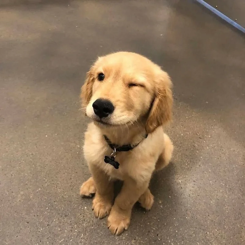 Thể hiện sự ngây thơ vui nhộn với ảnh avatar chó vô tri