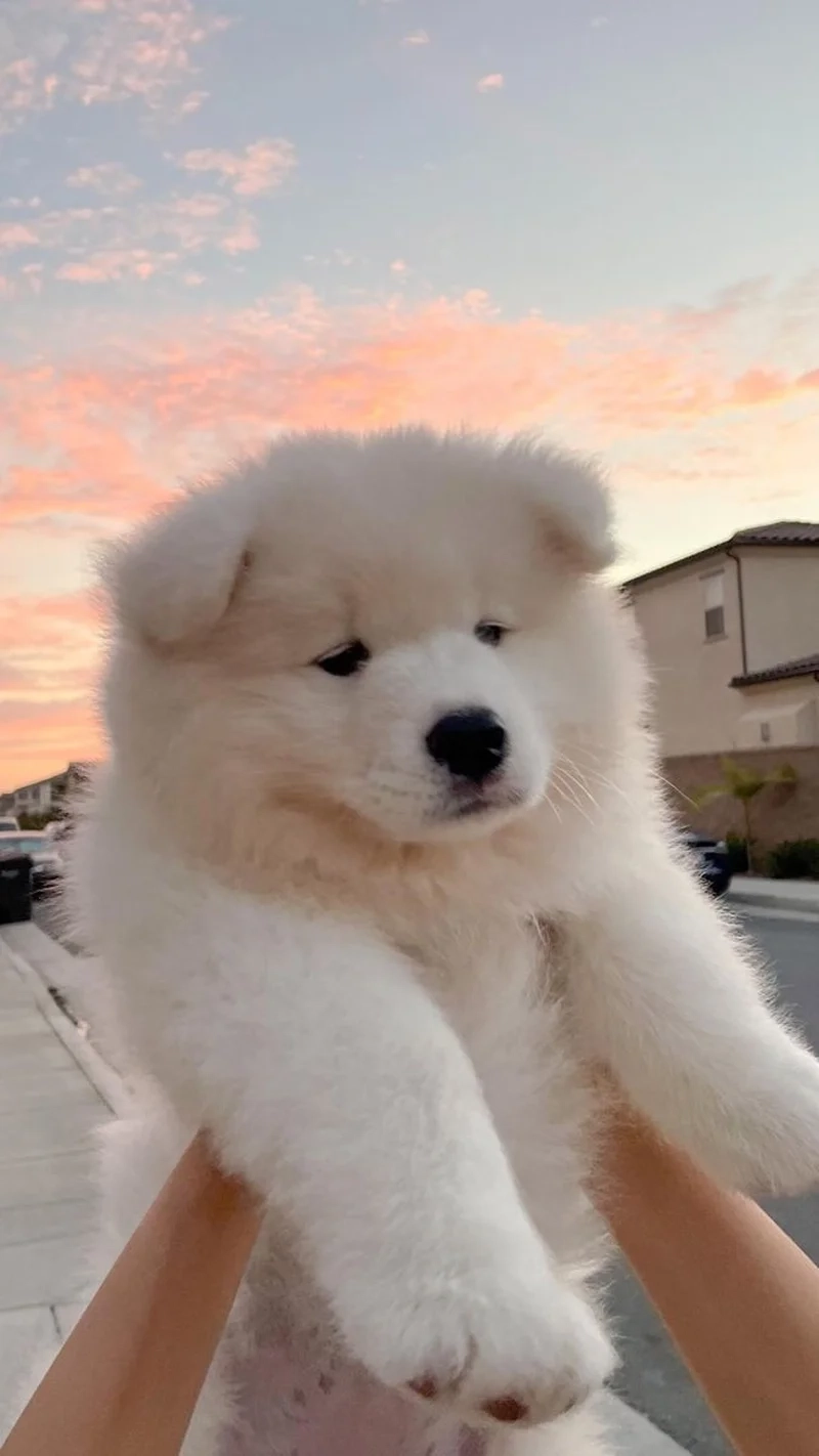 Thể hiện sự ngây thơ vui nhộn với avatar chó vô tri