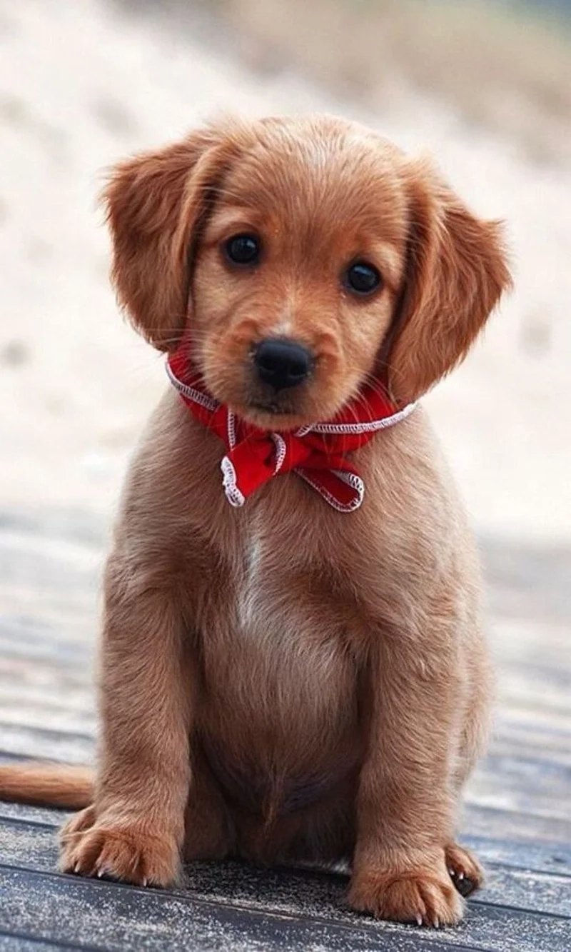 Tạo điểm nhấn dễ thương với avatar con chó cute