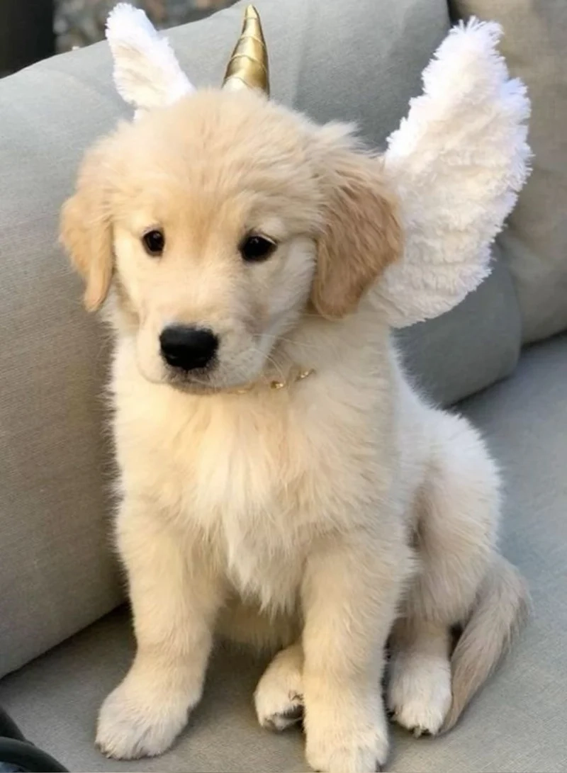 Khám phá khoảnh khắc vui nhộn với avatar con chó hài