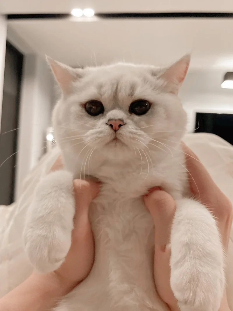 Tạo nét đáng yêu cho profile qua đáng yêu avatar ảnh mèo cute