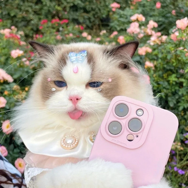 Chọn avatar hình con mèo dễ thương để nổi bật trên mạng xã hội