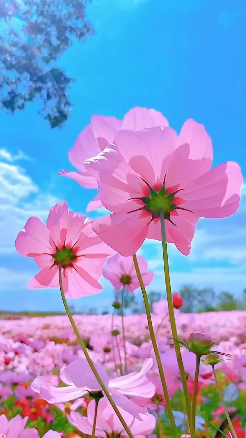 Mang vẻ đẹp tinh tế với hình avatar hoa