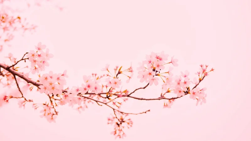 Ngắm hoa nở rực rỡ tại xứ sở mặt trời mọc với ảnh hoa anh đào nhật bản