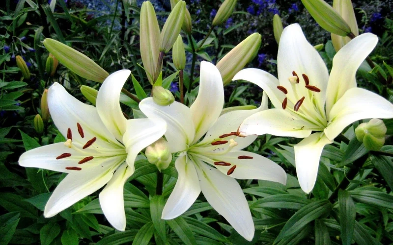 Khi hoa bách hợp nở sắc hương lan tỏa