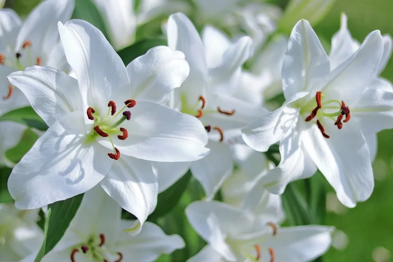 Vẻ đẹp thanh khiết của hoa bách hợp trắng