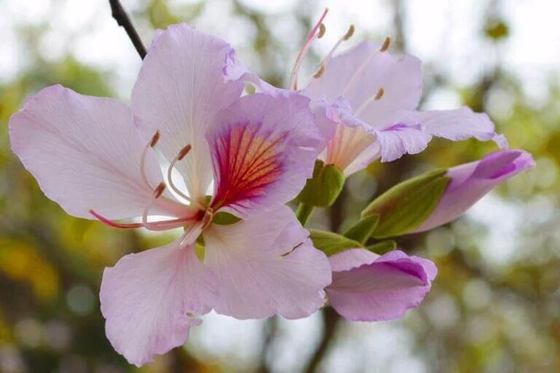 Thả hồn vào vẻ tinh khôi của ảnh hoa ban