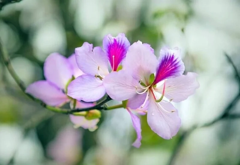 Khám phá từng chi tiết trong hình ảnh hoa ban