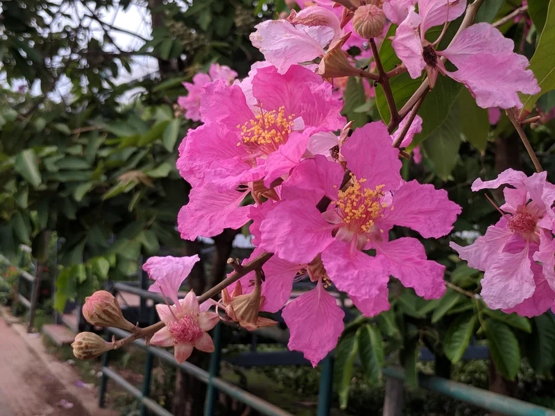 Hoa nở rực rỡ đẹp nhất là hình ảnh hoa bằng lăng đẹp nhất