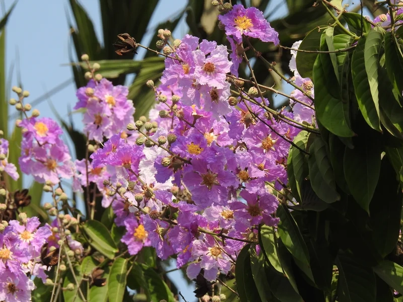 Vẻ đẹp tinh tế của mùa hè là hình ảnh hoa bằng lăng tím đẹp