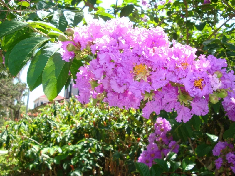 Khung cảnh mùa hạ lãng mạn là hình ảnh hoa bằng lăng đẹp