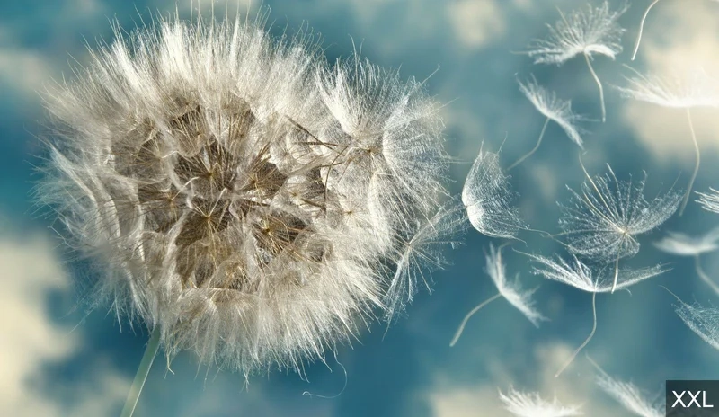 Thưởng thức sắc hoa tuyệt vời trong hình ảnh hoa bồ công anh đẹp