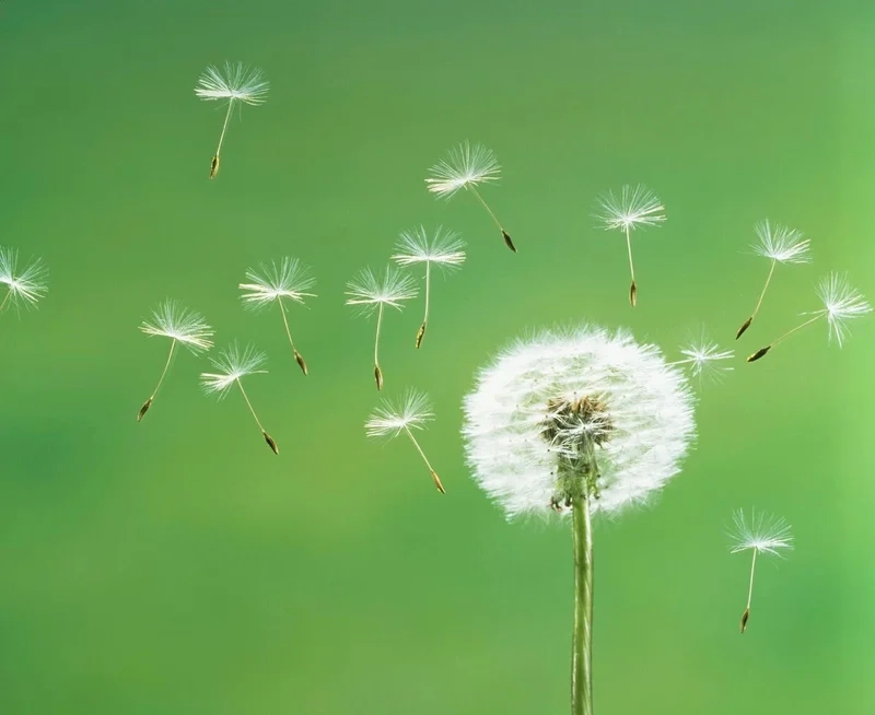 Chiêm ngưỡng vẻ hoàn hảo qua hình ảnh hoa bồ công anh đẹp nhất