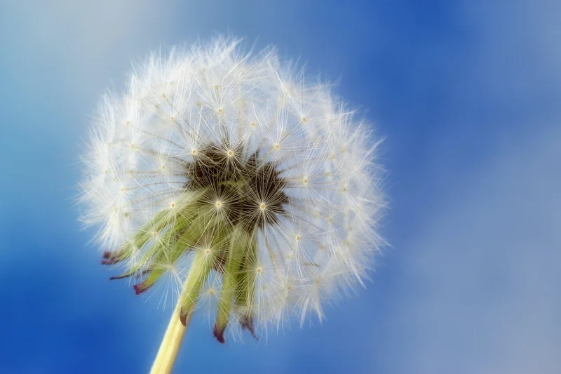 Trang trí màn hình với ảnh nền hoa bồ công anh