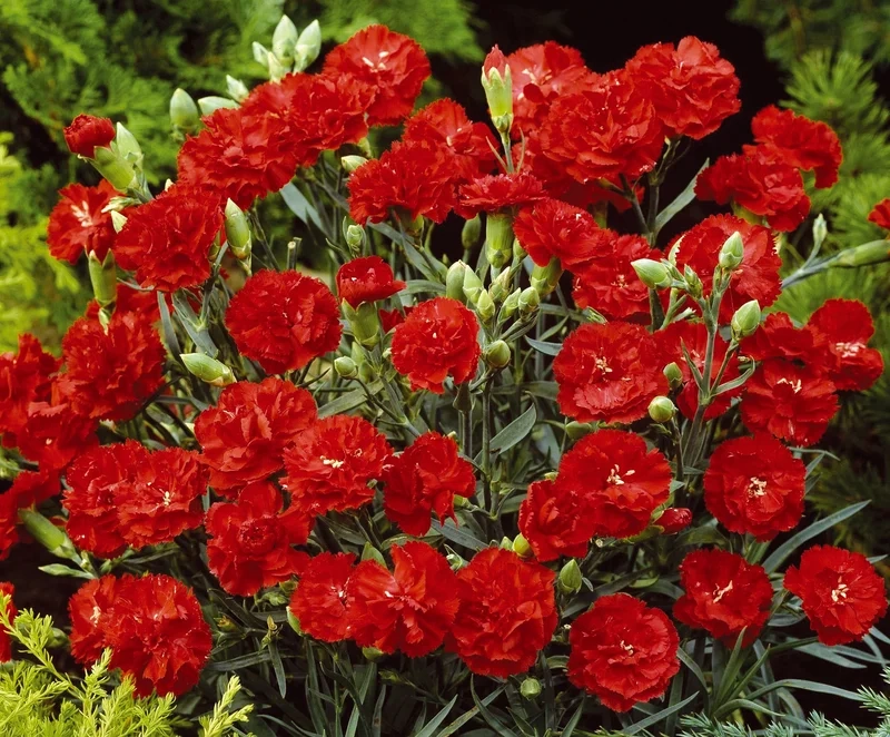 Chiêm ngưỡng từng cánh qua hình hoa cẩm chướng