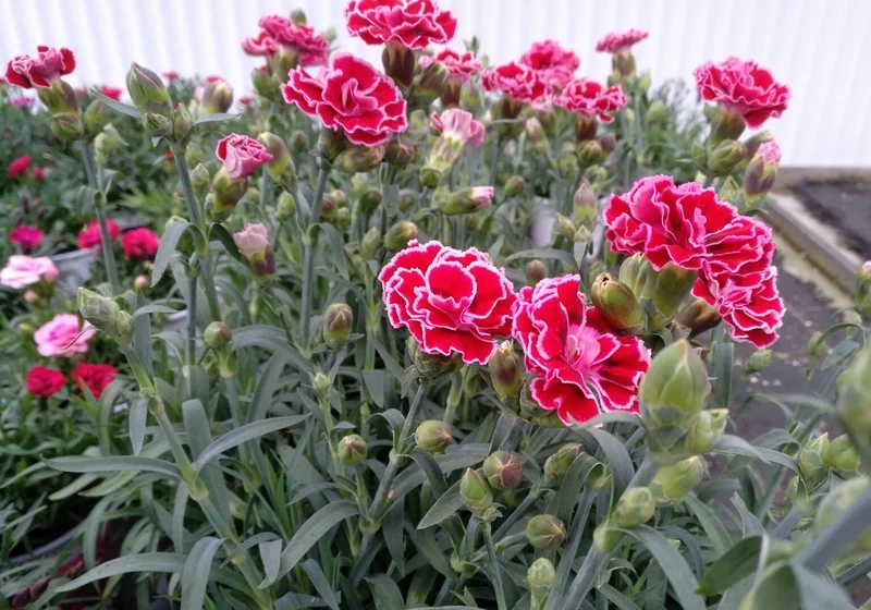 Thả hồn vào thiên nhiên cùng hình ảnh hoa cẩm chướng đẹp