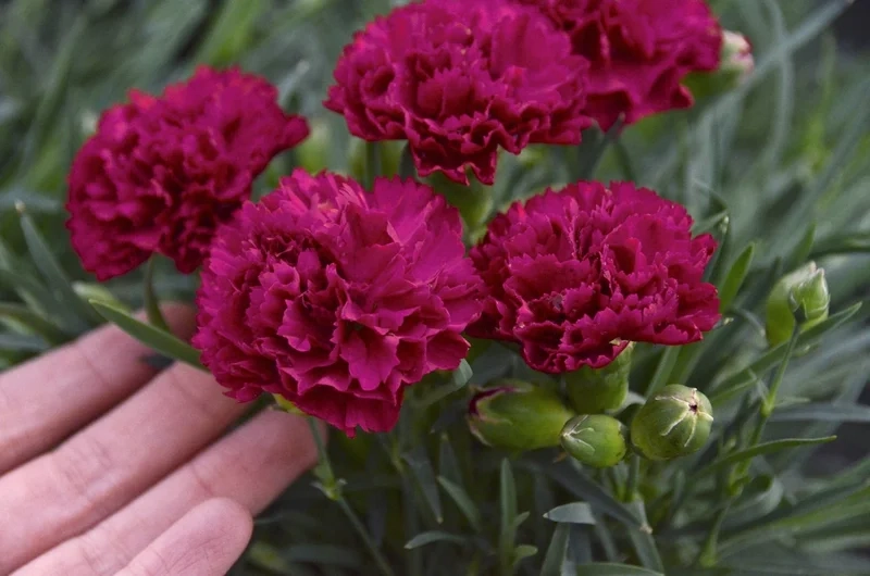 Mang sắc hoa vào không gian với hình hoa cẩm chướng đẹp