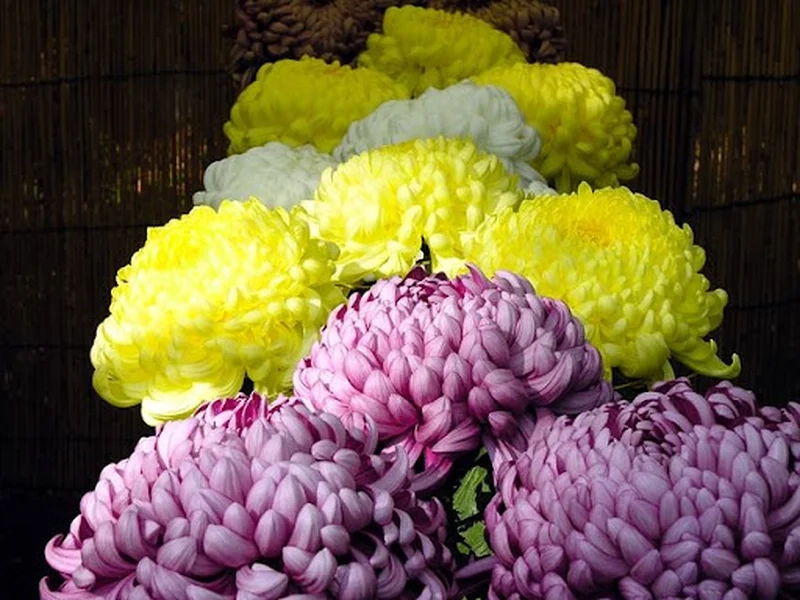 Cúc trắng tinh khôi dịu dàng là ảnh hoa cúc đẹp