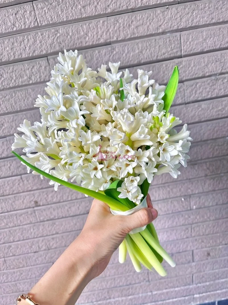 Thả hồn vào sắc trắng thuần khiết của hoa dạ lan hương trắng