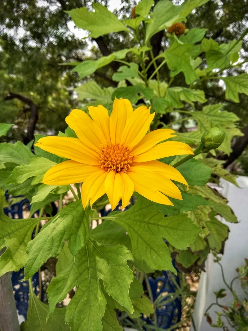 Thưởng thức cảnh sắc rực rỡ tại Đà Lạt với ảnh hoa dã quỳ đà lạt