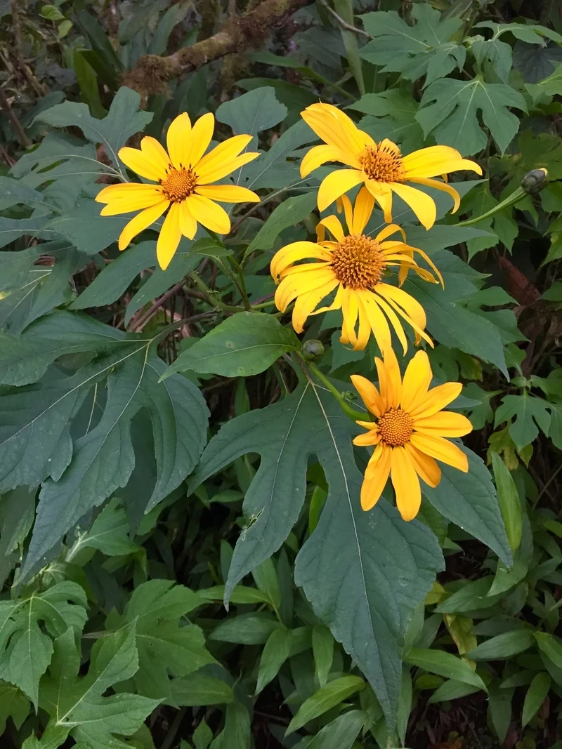 Ý nghĩa hoa dã quỳ