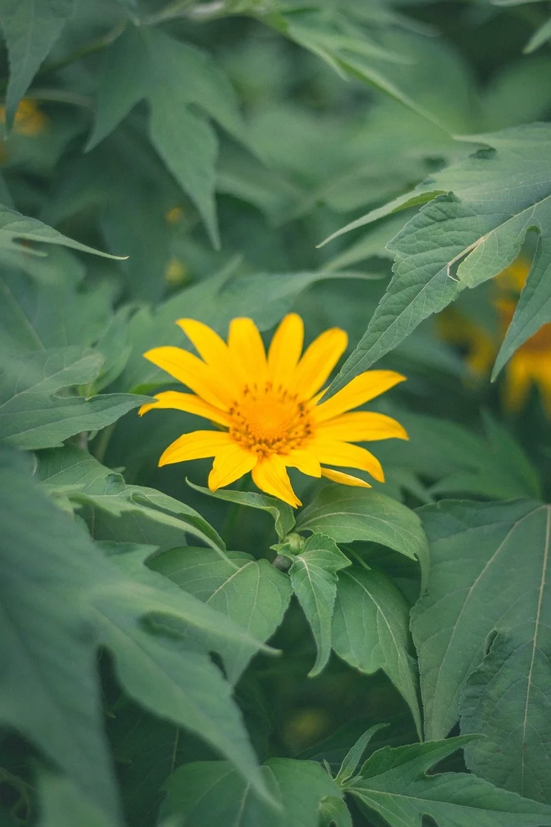 Mỗi khoảnh khắc đều lung linh với ảnh hoa dã quỳ đẹp