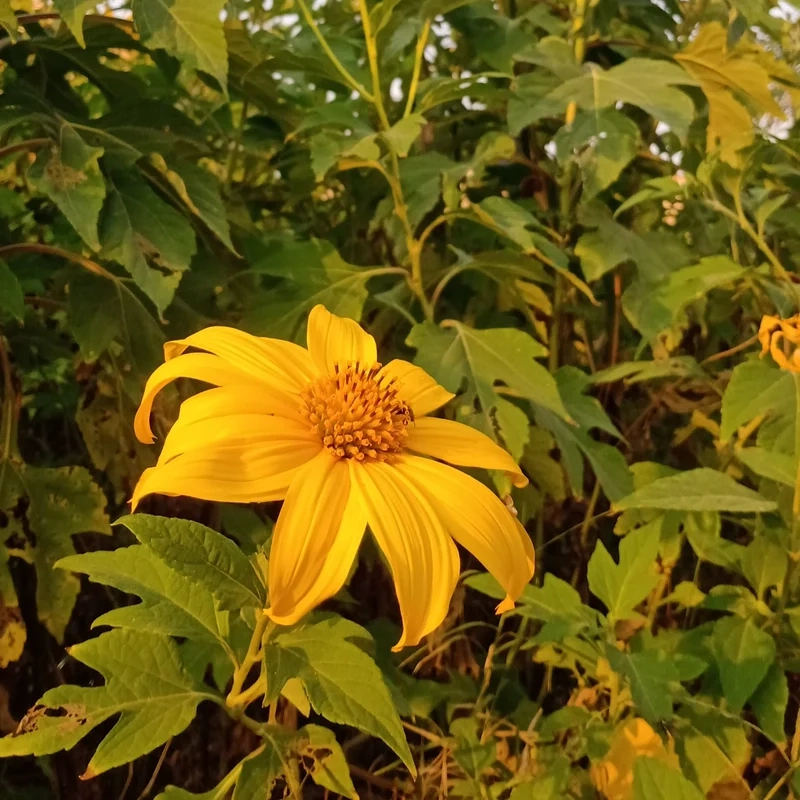 Cảm nhận thiên nhiên tuyệt vời qua ảnh chụp hoa dã quỳ đẹp