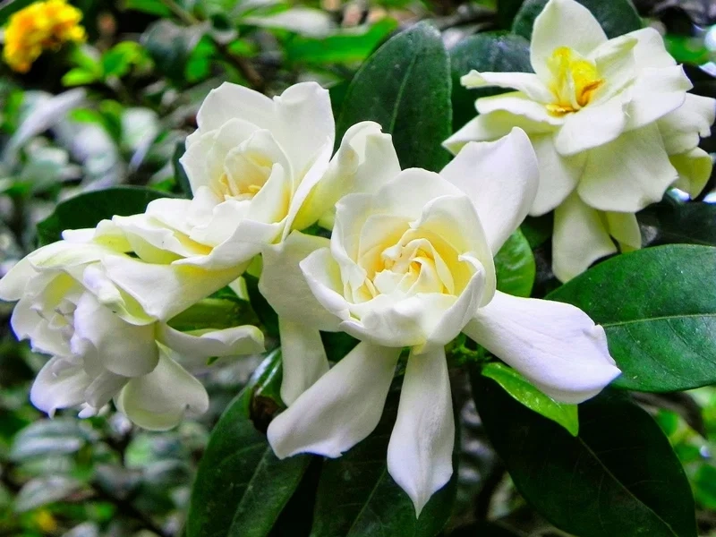 Ý nghĩa hoa dành dành