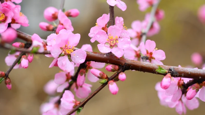 Ngắm mùa xuân rực rỡ qua hình ảnh hoa đào mùa xuân
