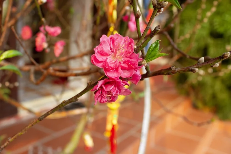 Tận hưởng vẻ thanh khiết với ảnh hoa đào đẹp nhất