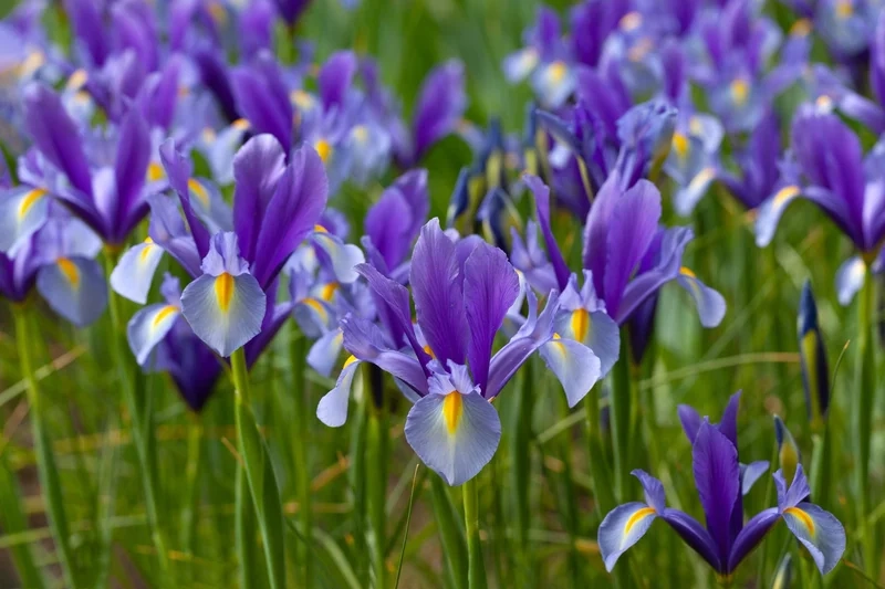 Tạo điểm nhấn trên màn hình với hình nền hoa diên vĩ