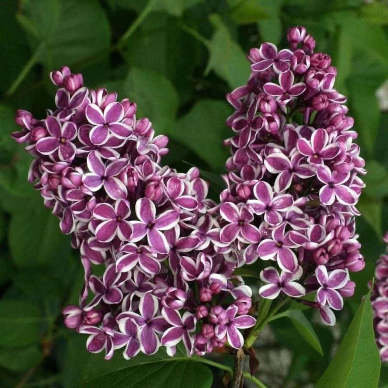 Nụ nhỏ hé mở đón nắng là nụ hoa đinh hương